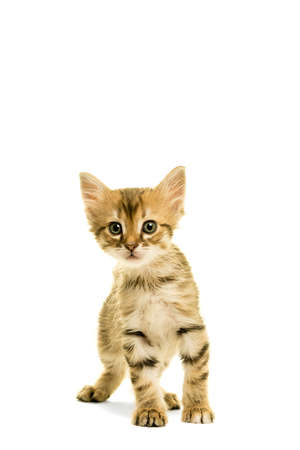 Tabby turkish angora cat standing looking in the camera isolated on a white backgroundの写真素材