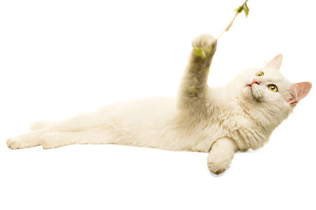 Beautiful white Turkish Angora cat isolated in white playing with stickの写真素材