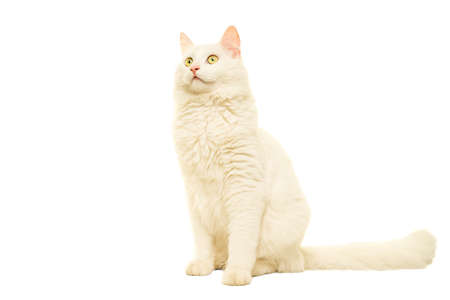 Beautiful white Turkish Angora cat isolated in whiteの写真素材