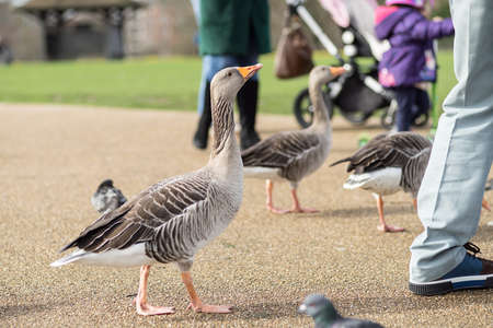 Gray goose chasing people for food in the parkの写真素材