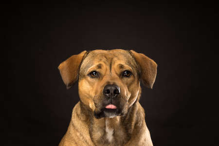 Potrtrait of the head of a Rottweiler mix dog in the studio with black background showing his tongueの写真素材