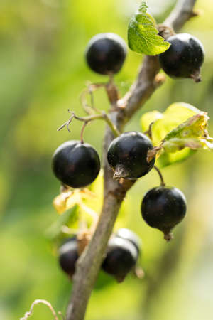 Black currant berries on a branch in a garden in summerの写真素材