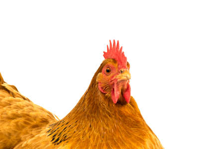 Closeup of a golden New Hamshire chicken isolated in a white backgroundの写真素材