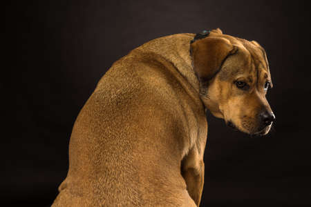 Potrtrait of the head of a Rottweiler mix dog in the studio with black background seen from behind looking backの写真素材