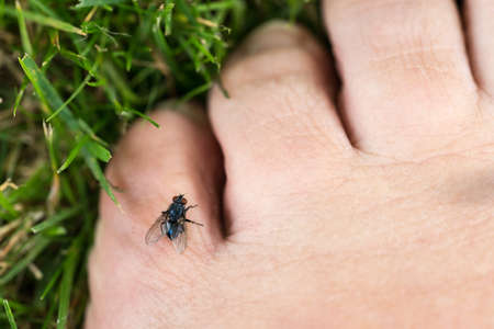 Closeup of flies on toes in the grass in summerの写真素材