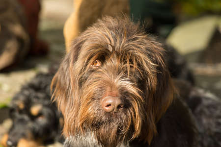 Portrait of a German wirehaired pointerの写真素材