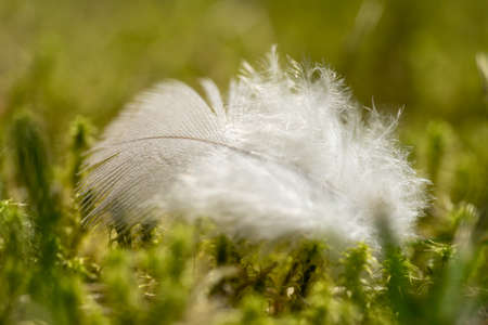 Macro closeup of a white feather on a bed of mossの写真素材
