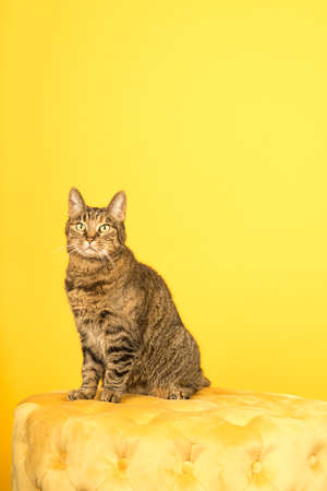 Tabby cat in a yellow studio setting with yellow pufの写真素材