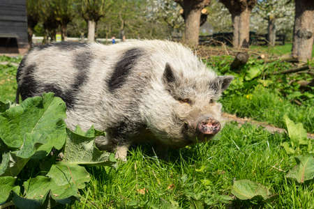 Pot-bellied Pig walking in the grass on a farmの写真素材