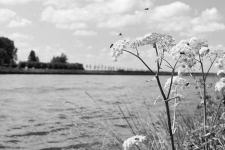 Bees searching for honey on cow parsley (Anthriscus sylvestris) on the side of a river in Holland on a clear summer dayの写真素材