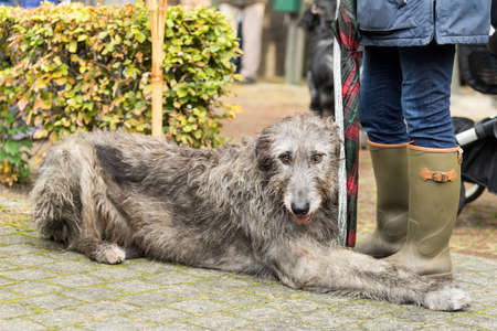 Portrait of an Irish wolfhound used for hunting lying at the feet of his boss waring wellington bootsの写真素材