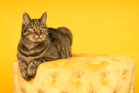 Tabby cat in a yellow studio setting with yellow pufの写真素材