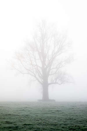Tree silhouette in the mist in a frost covered grasslandの写真素材