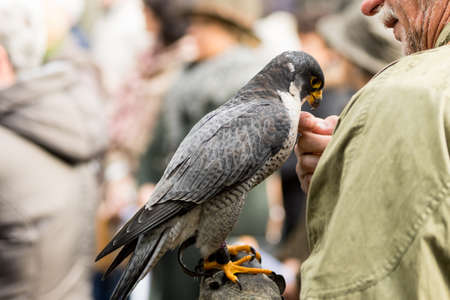 Peregrine Falcon sitting on the glove of his owner the hunterの写真素材