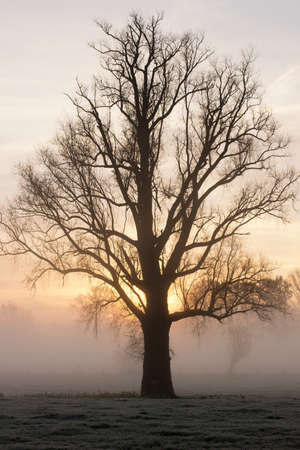 Silhouette of a bare tree in the mist in the morningsun in springtimeの写真素材