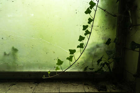 Branch of ivy growing inside an urbex place with a broken window with green algaeの写真素材