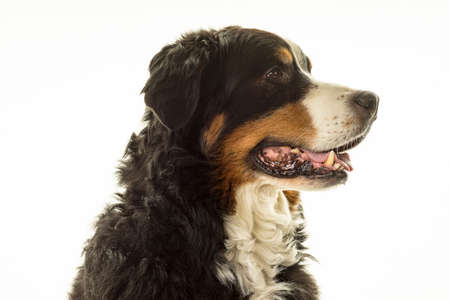 Bernese Mountain Dog (Berner Sennenhund) in studio with white backgroundの写真素材