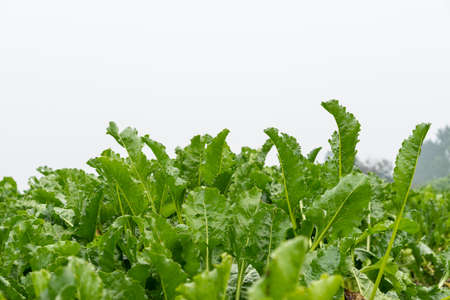 Leafs of mature sugar beet crop on arable land ready fot harvest with a clear white skyの写真素材