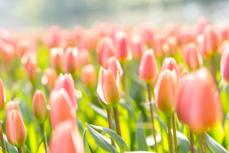 Field of soft pink tulips in an early summer sun with copy spaceの写真素材