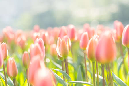 Field of soft pink tulips in an early summer sun with copy spaceの写真素材