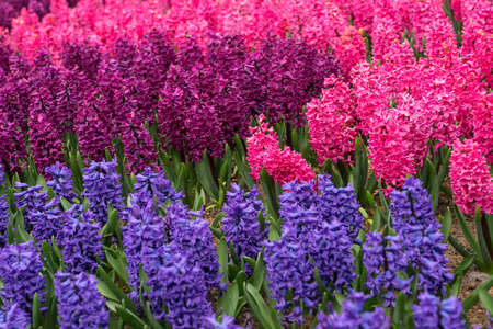 Blooming pink and purple flowers of hyacinth in a spring garden in The Keukenhof in The Netherlandsの写真素材