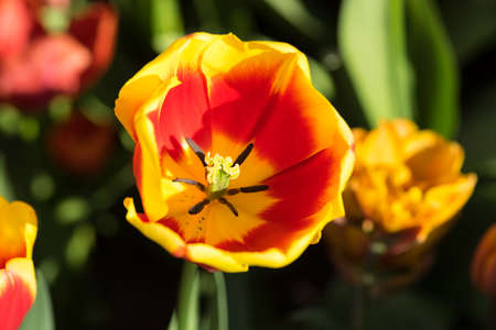 Close-up of a red and yellow tulip seen from above with stamen and pistils visible with other tulips in the background on a sunny dayの写真素材