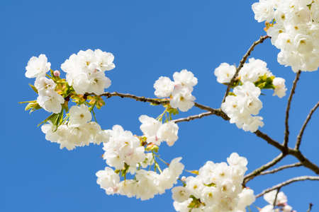 Cherryblossom in spring in the sun against a clear blue skyの写真素材