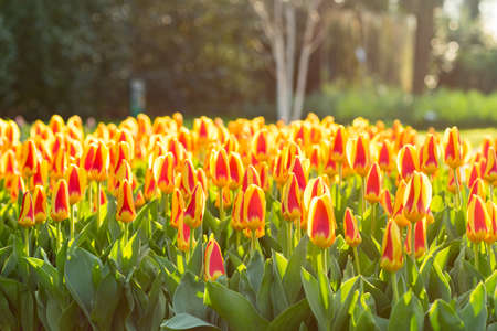 Field of yellow and red tulips on a sunny spring day with sunlight shining through the leafsの写真素材