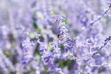 a Worker bee collecting honey and pollen on the lilac or violet flowers of a lavender plant in the summer in the sunlightの写真素材