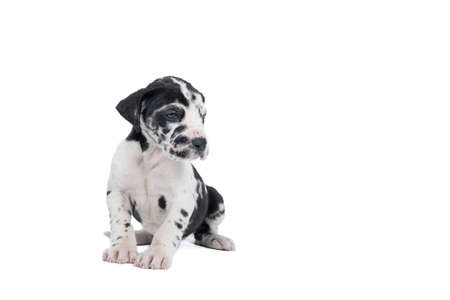 puppy of the Great Dane Dog or German Dog, the largest dog breed in the world, Harlequin fur, white with black spots, sitting isolated in whiteの写真素材