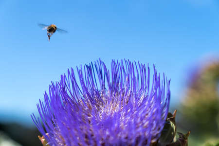 a Bee flying and fouraging on the purple flower of an artichoke, an edible plant of the thistle family with a clear blue background of summer skyの写真素材