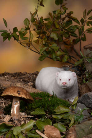 A White European mink or mink from a fur farm in an autumn forest landscapeの写真素材