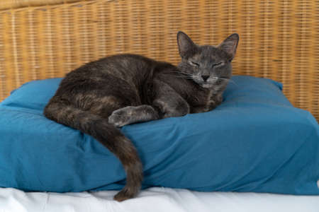 A Gray blue russian cat with turtoise fur lying and sleeping on a blue pillow in bedの写真素材