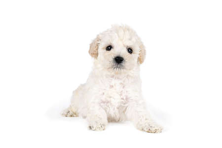 A Small miniature toy poodle with white curly fur against white backgroundの写真素材