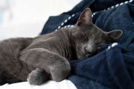 A Gray lazy russian blue cat lying on a white and blue bed sleepingの写真素材
