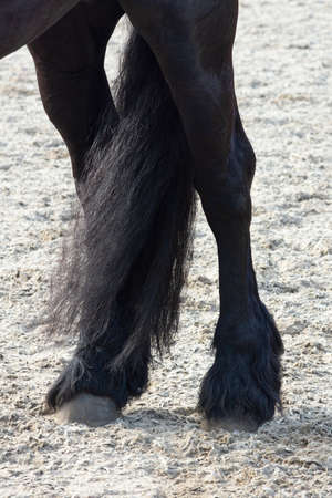 A Detail of the special dressage wide Friesian Horse in black with shiny legs and tail riding in a paddockの写真素材