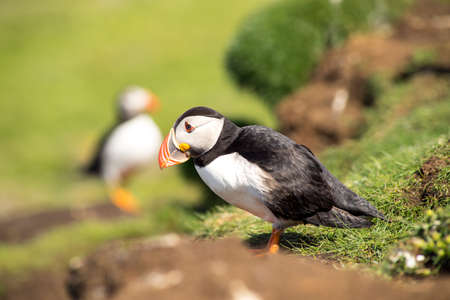 Atlantic puffins, the common puffin, seabirds in the auk family, on the Treshnish Isles in Scotland UKの写真素材