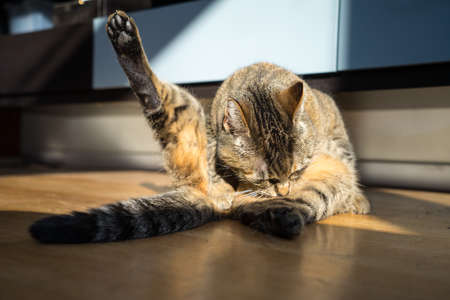 A Gray tabby cat sitting on a wooden floor washing and scratching closeupの写真素材