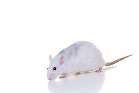 A pretty white domestic rat on a white background seen from the side from nose to tailの写真素材