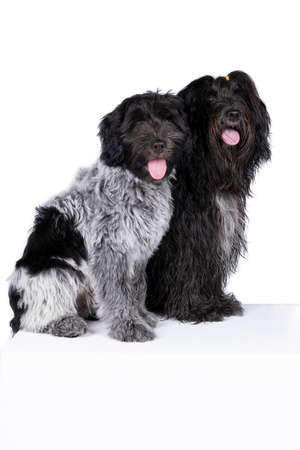 Two Schapendoes or Dutch Sheepdogs dogs isolated on a white backgroundの写真素材