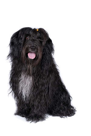 A Schapendoes or Dutch Sheepdog isolated on a white backgroundの写真素材