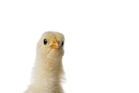 Young fluffy yellow Easter Baby Chicken head standing Against White Backgroundの写真素材
