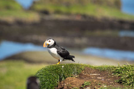 Atlantic puffins, the common puffin, seabirds in the auk family, on the Treshnish Isles in Scotland UKの写真素材