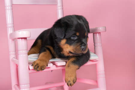 A Beautiful Rottweiler puppy, age five weeks, sitting in a pink chair, studio shot in pink backgroundの写真素材