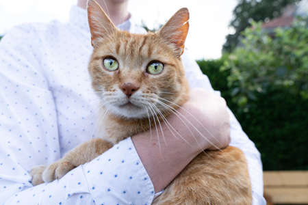 A Red tabby cat held in the arms of an unrecognizable man looking at the camera