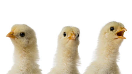 Three Young fluffy yellow Easter Baby Chicken heads against white backgroundの写真素材