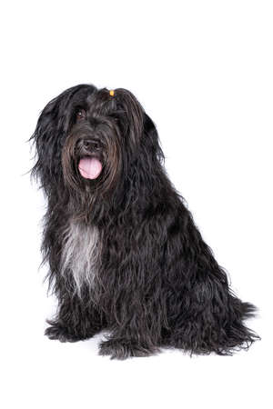A Schapendoes or Dutch Sheepdog isolated on a white backgroundの写真素材