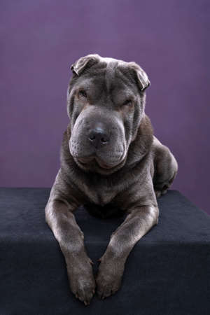 A lying gray Sharpei dog looking at the camera isolated on a purple backgroundの写真素材