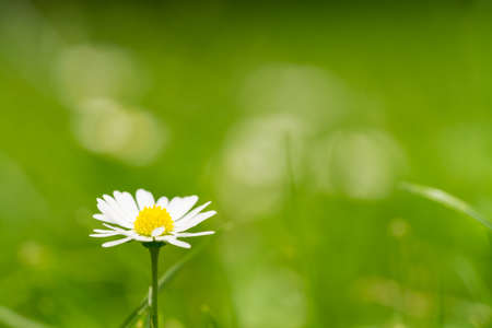 Small daisy with a green grass bokeh background in summerの写真素材