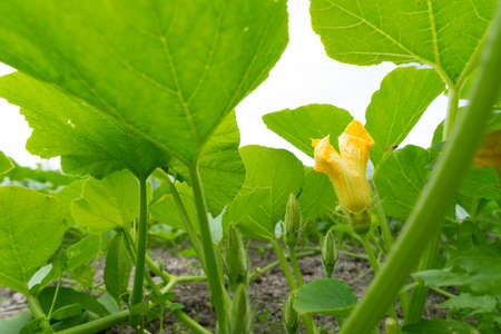 A Zucchini plant. Zucchini flower. Green vegetable marrow growing on bush in a vegetable garden seen from belowの写真素材